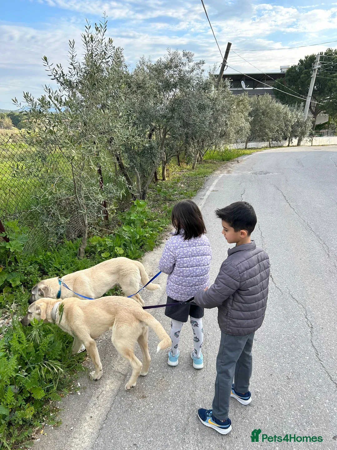 Anatolian Shepherd dogs for adoption: Toby & Teddy – Loving Brothers Ready for Homes - Advert 1