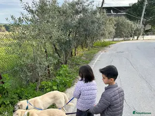 Anatolian Shepherd dogs Toby & Teddy – Loving Brothers Ready for Homes - Advert 1