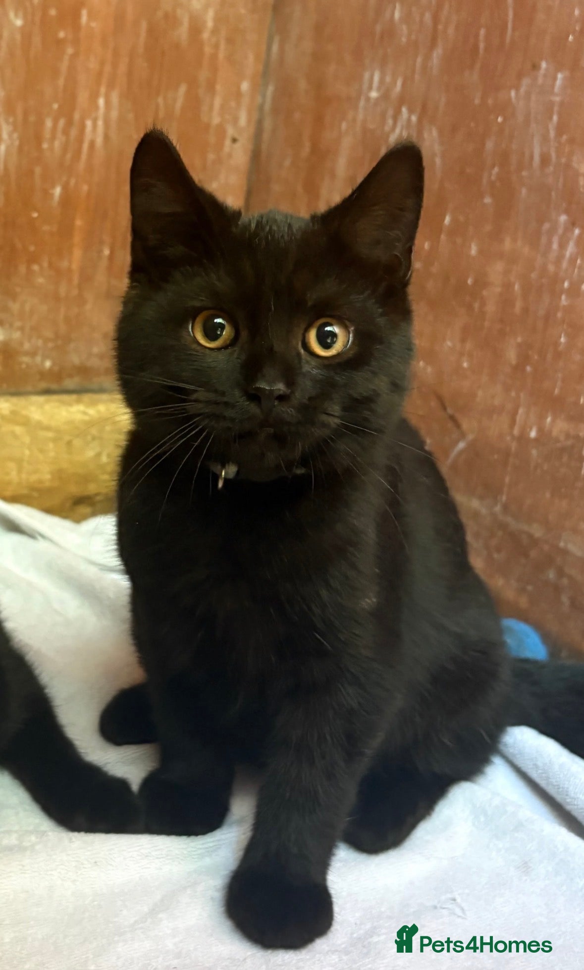 Mixed Breed cats £20 1 Beautiful British Shorthair cross boy left - Advert 3