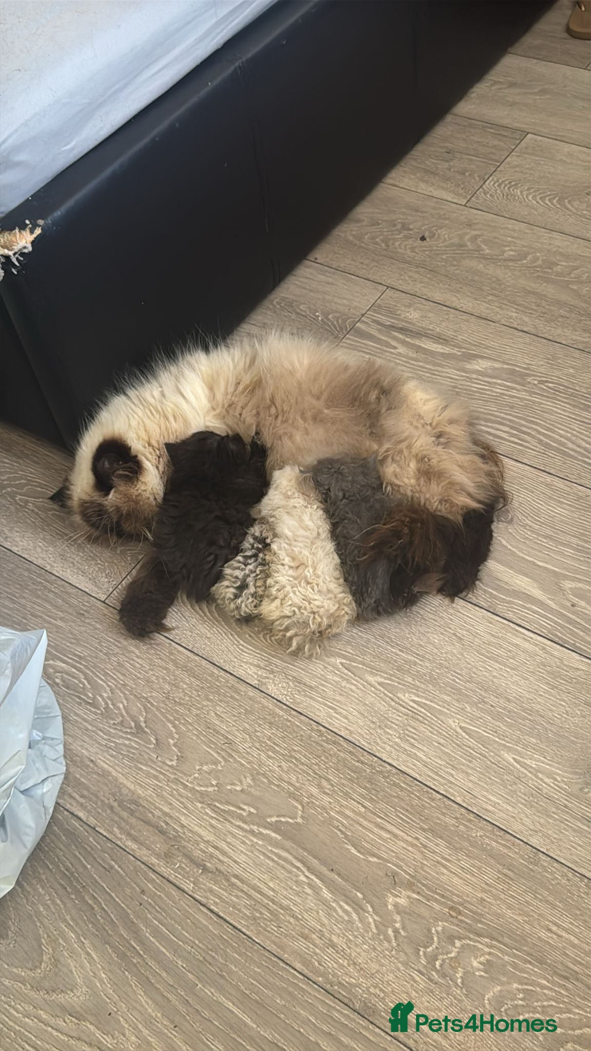 Persian cats Persian Kittens for Sale - Ready to go 19th Dec - Advert 12