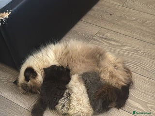 Persian cats Persian Kittens for Sale - Ready to go 19th Dec - Advert 5