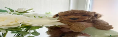 Toy Poodle Puppy 2