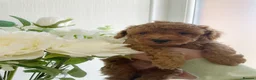 Toy Poodle dogs for sale: KC Toy Poodle- Only one left - Advert 11