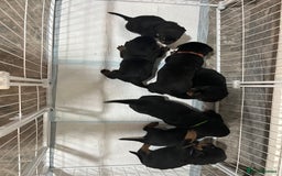 Rottweiler dogs for sale: Purebred German Rottweilers  - Advert 3