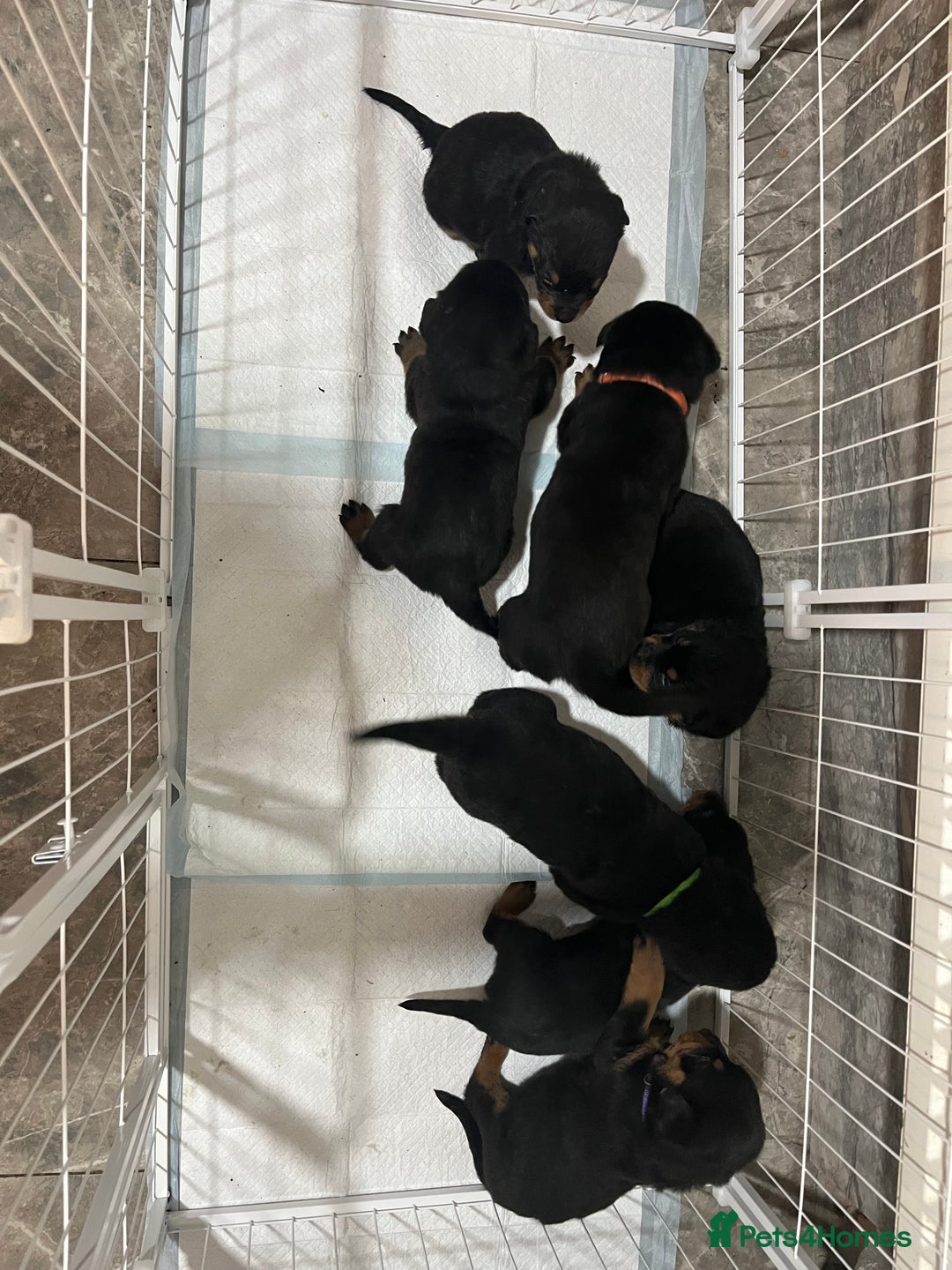 Rottweiler dogs for sale: Purebred German Rottweilers  - Advert 3