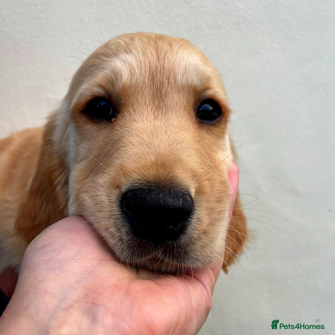 Golden Retriever dogs for sale: 🐾 KC Registered Golden Retriever Puppies 🐾 - Image 5