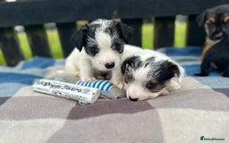 Mixed Breed dogs for sale: Jack Russel X Sealyham Terrier puppies - Image 2