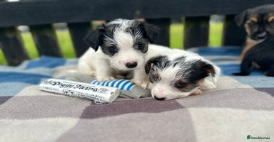 Mixed Breed dogs - Advert 12