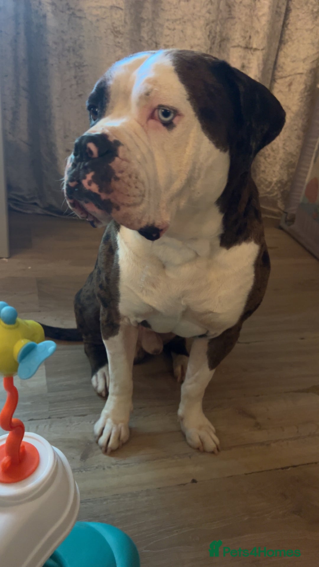 Mixed Breed dogs for sale: 4 beautiful puppies available  - Image 7