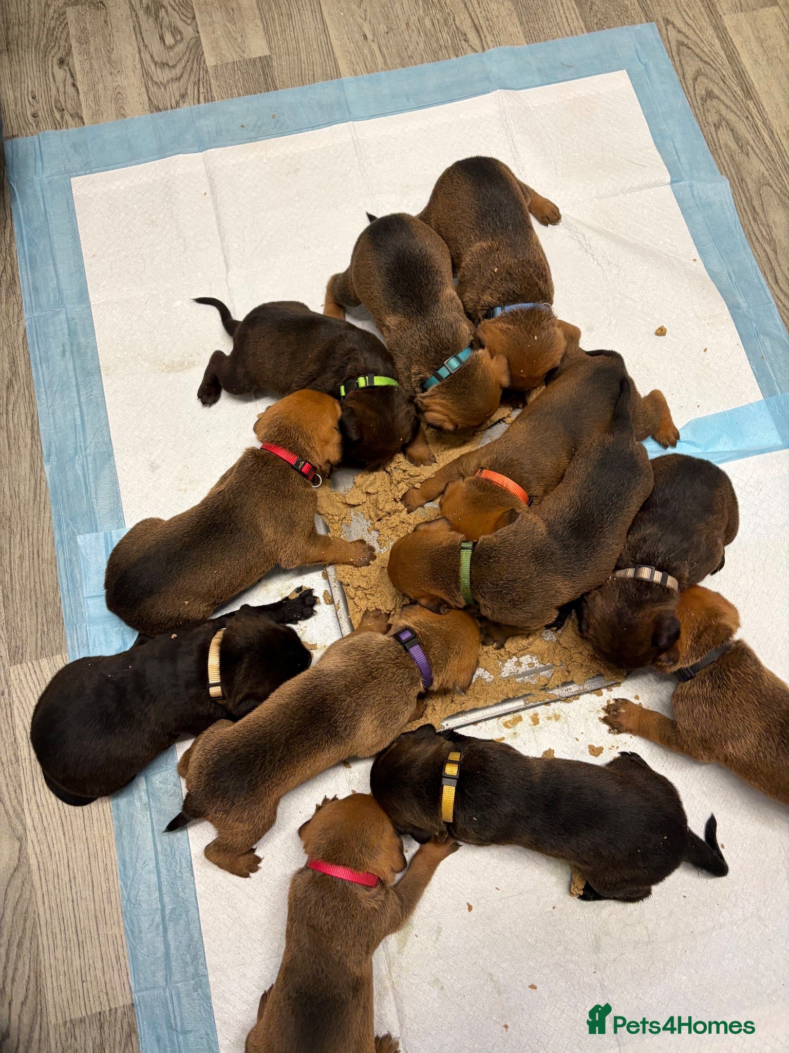 Mixed Breed dogs Mastiff x Rottweiler pups for sale - Advert 4