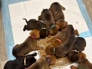 Mixed Breed dogs Mastiff x Rottweiler pups for sale - Advert 1