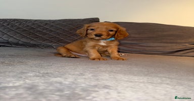 Cocker Spaniel dogs - Advert 13