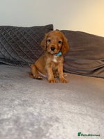 Cocker Spaniel dogs - Advert 1