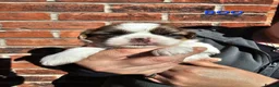 Shih Tzu dogs for sale:  💞 PURE STANDARD SHIH TZU 💕 - Advert 29
