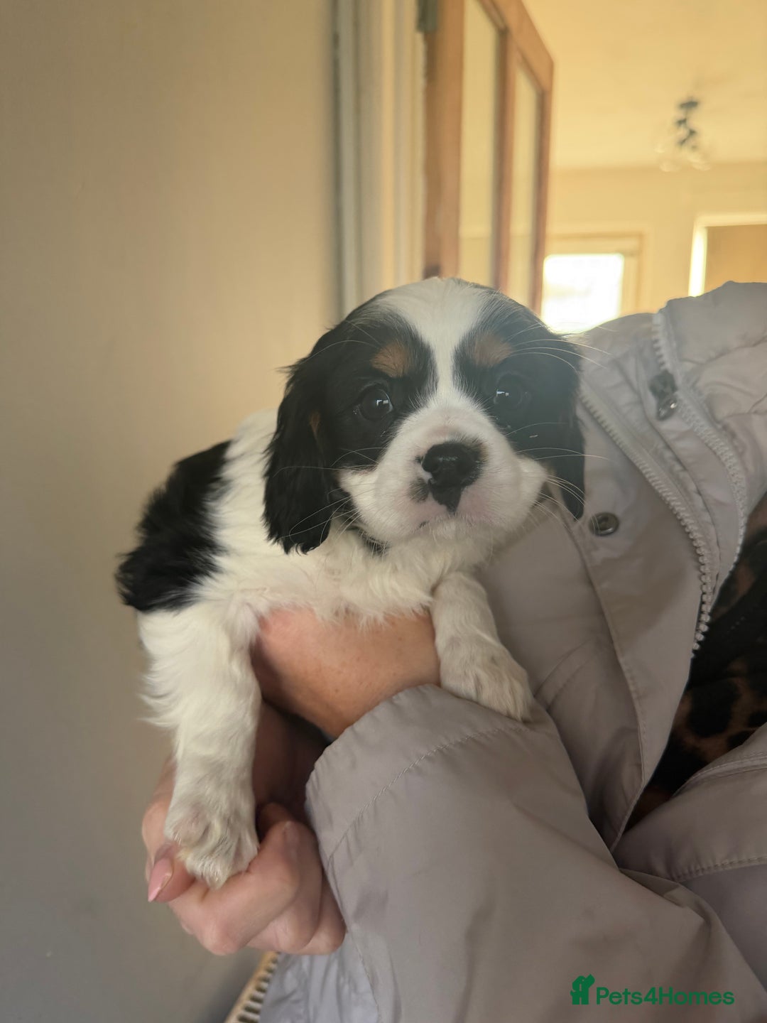 Cavalier King Charles Spaniel dogs for sale: 🐶King Charles Cavalier Puppies✨ STUNNING✨❤️🐶  - Advert 11