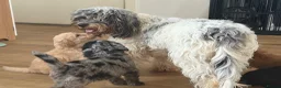 Labradoodle dogs for sale: Multigen labradoodle puppies - Advert 17