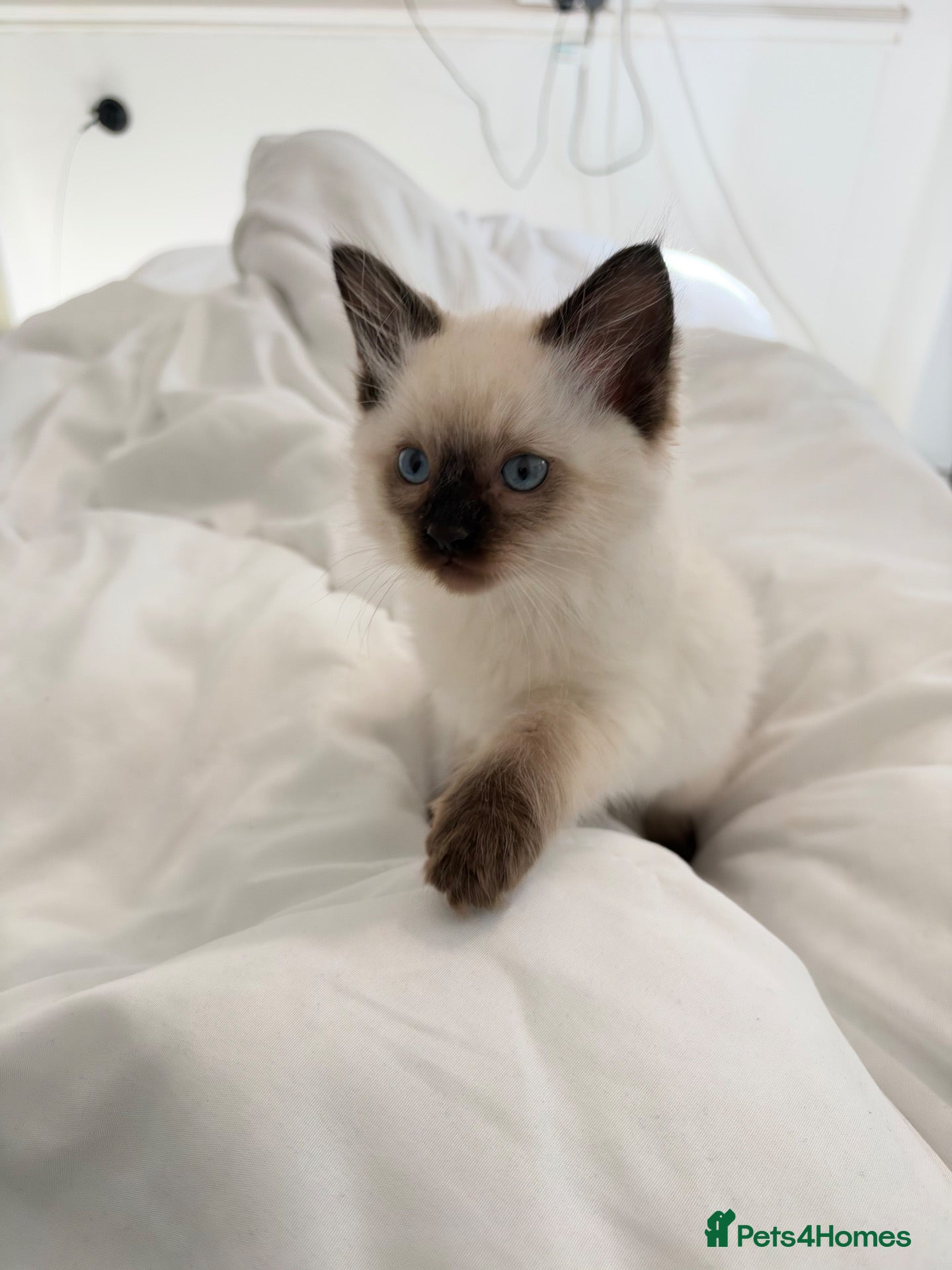 Ragdoll cats Beautiful Sealpoint Ragdoll Boy  - Advert 3