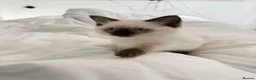 Ragdoll cats for sale: Beautiful Sealpoint Ragdoll Boy  - Advert 1