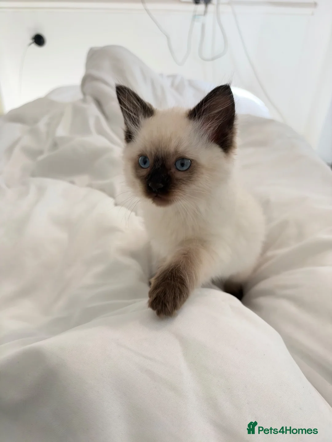 Ragdoll cats for sale: Beautiful Sealpoint Ragdoll Boy  - Advert 1