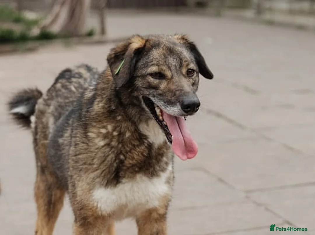 Mixed Breed dogs for adoption: ❤️Binky❤️3 yo smart&playful girl, medium knee size - Advert 5