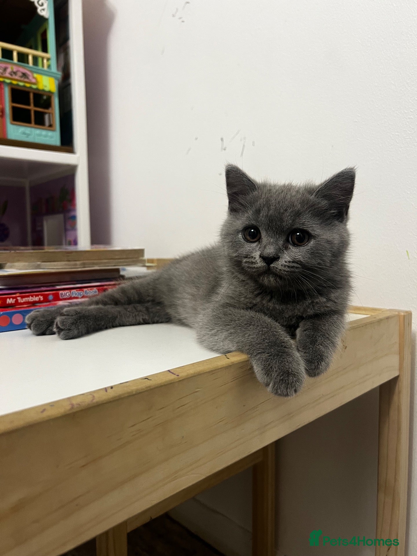 Scottish Fold cats Beautiful Scottish Fold & British Shorthair - Advert 10