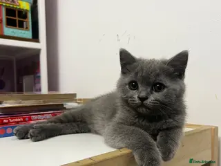 Scottish Fold cats Beautiful Scottish Fold & British Shorthair - Advert 10