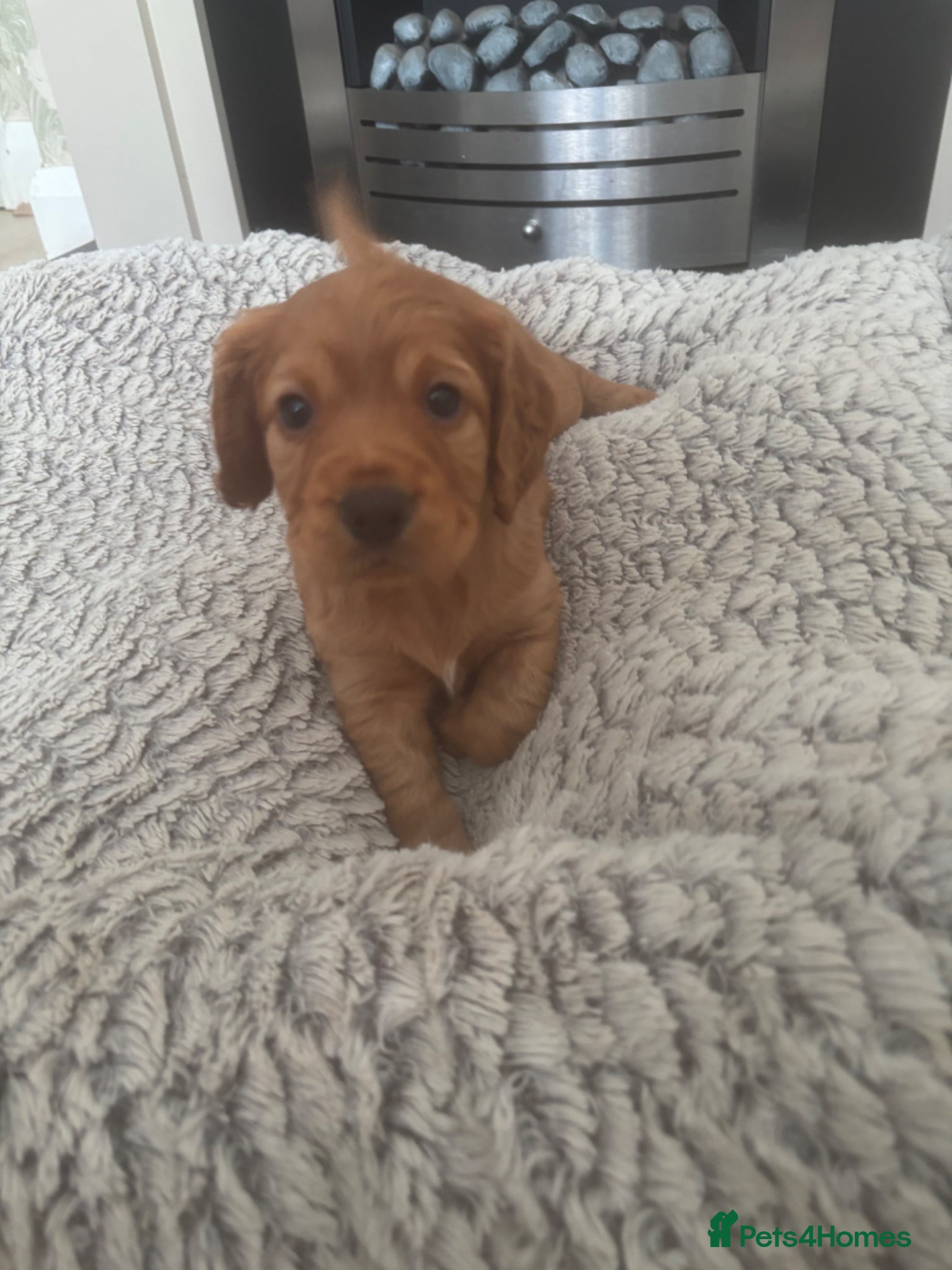 Cocker Spaniel dogs Beautiful KC Reg. Working Cocker Spaniels  - Advert 17
