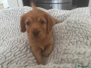 Cocker Spaniel dogs Beautiful KC Reg. Working Cocker Spaniels - Advert 17