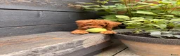 Labradoodle dogs for sale: Ready to leave Miniature Labradoodle puppies - Advert 9