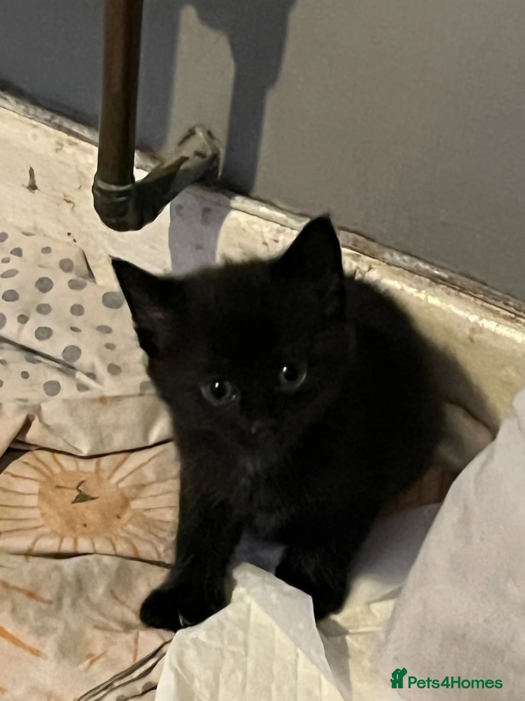 Mixed Breed cats for sale: 4 beautiful kittens - Advert 2