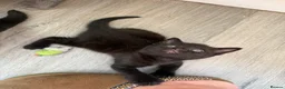 Mixed Breed cats for sale: Beautiful Black Kittens - Advert 3