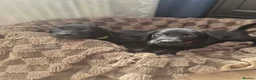 Labrador Retriever dogs for sale: KC registered Labrador Retriever puppies - Advert 8