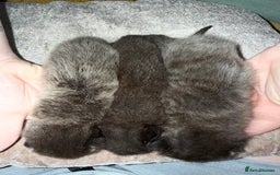 Mixed Breed cats for sale: 3 Gorgeous Girls - Image 2