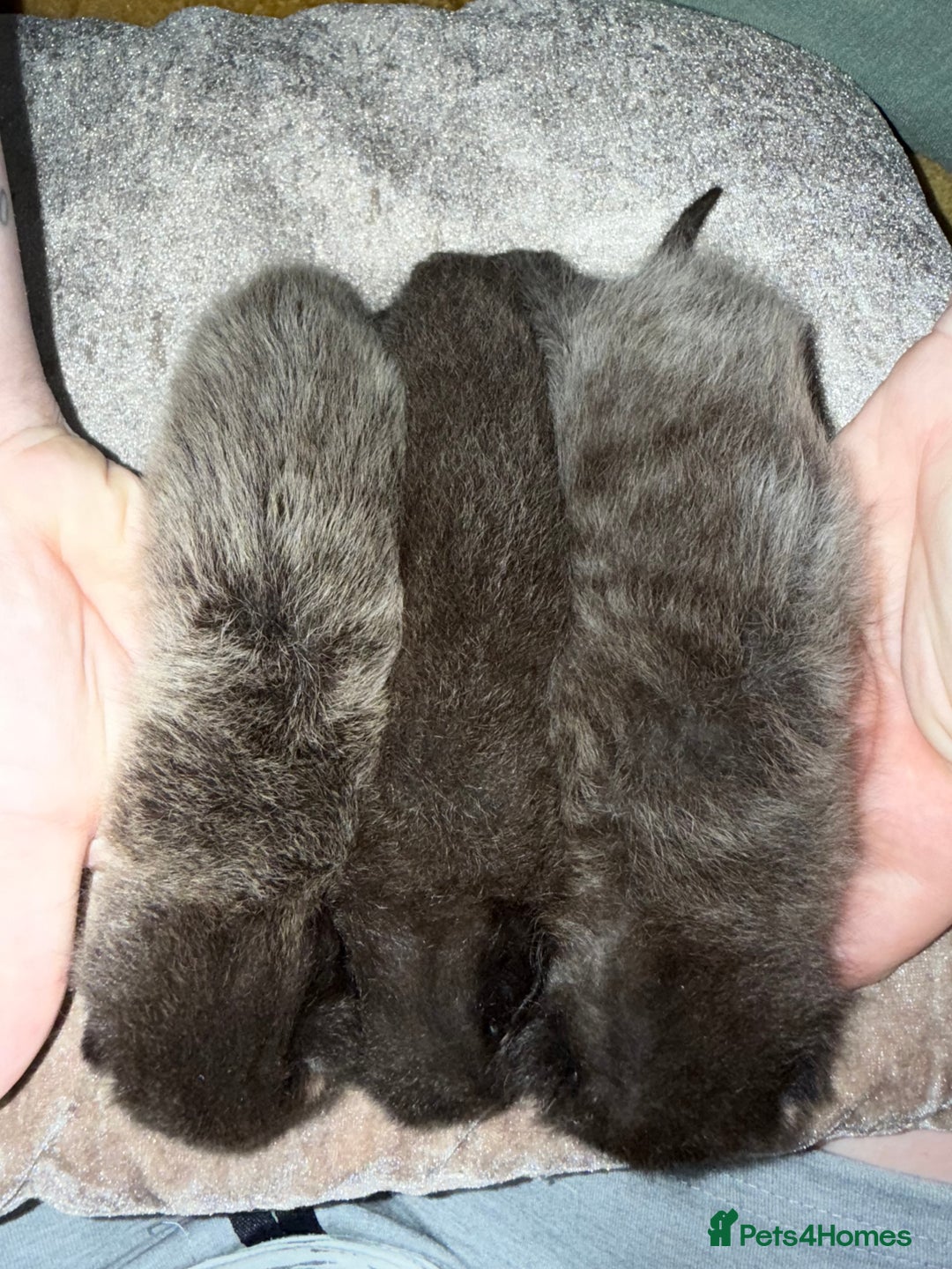 Mixed Breed cats for sale: 3 Gorgeous Girls - Image 2