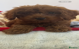 Cavapoo dogs for sale: Cavapoo BOY pup ready now ⭐️⭐️⭐️ - Image 9