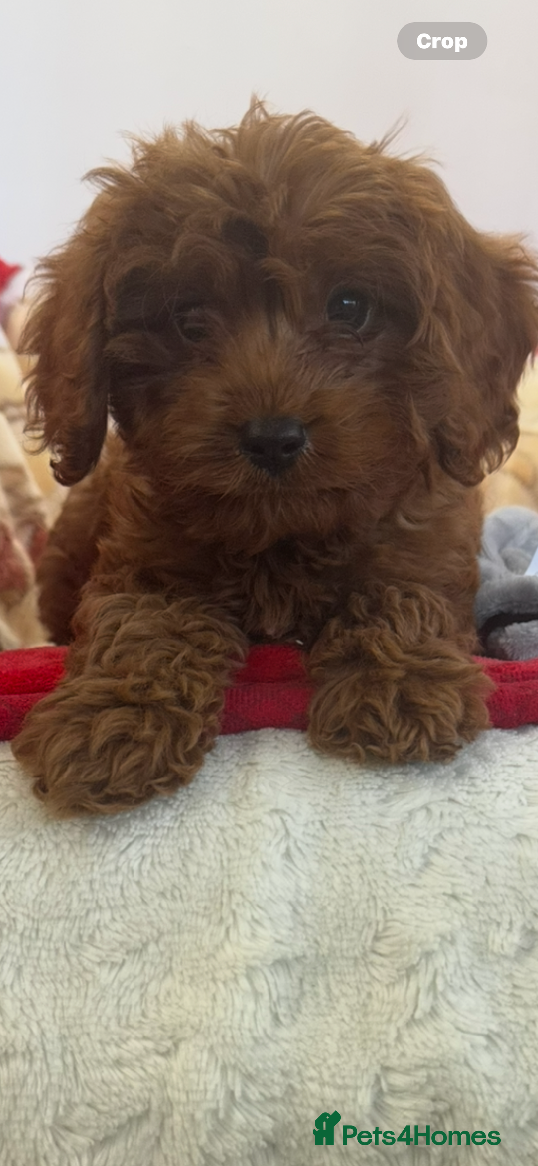 Cavapoo dogs for sale: Cavapoo BOY pup ready now ⭐️⭐️⭐️ - Image 9