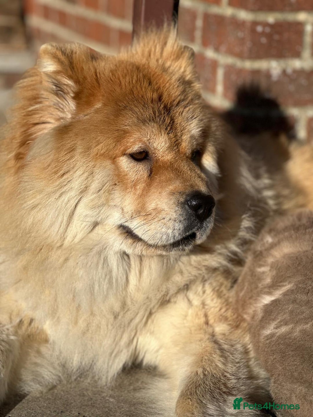 Chow Chow dogs for sale: Gorgeous Chow Chow Puppies Raised in a loving Home - Advert 13