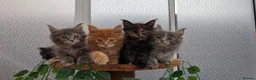Maine Coon cats for sale: Adorable Maine coon kittens  - Advert 13