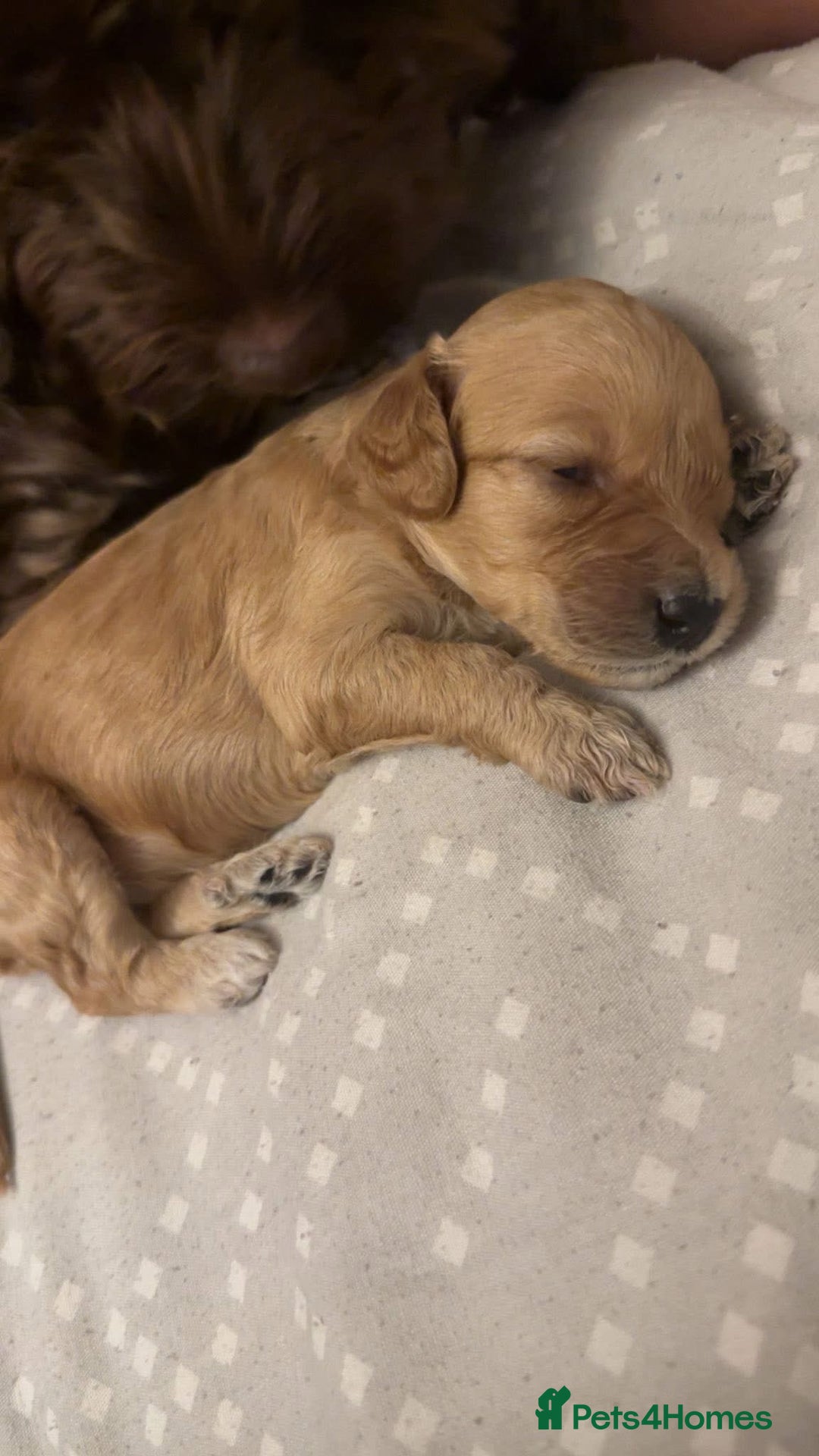 Cockapoo dogs for sale: F2 cockapoo  - Image 2