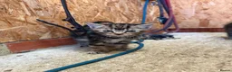 Mixed Breed cats for sale: X1 Male X1 female Kitten in Tonbridge - Advert 3