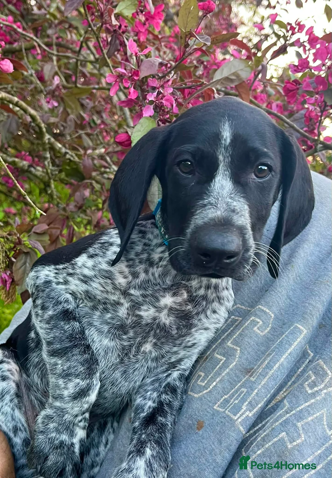 German Shorthaired Pointer dogs for sale: ‼️Only one beautiful boy available‼️ - Advert 2