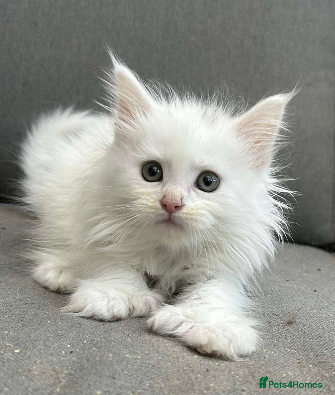 Maine Coon cats for sale: Maine coon kittens SOME POLYDACTYL  in Trimdon Station - Image 1