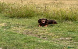 Cocker Spaniel dogs for sale: Stunning KC Working Cocker Spaniel Puppies - Image 10