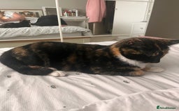 Mixed Breed cats for sale: Heavy heart re-homing  - Image 2