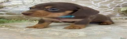 Miniature Dachshund dogs for sale: KC Miniature Smooth Coat Puppies - Advert 15
