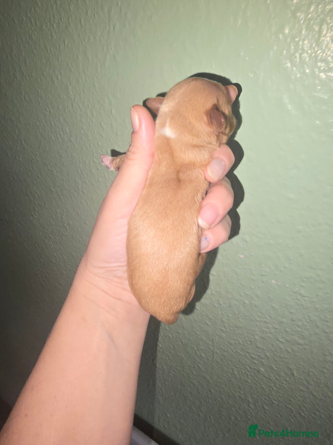 Yorkshire Terrier dogs for sale: wonderful puppies yorkshire terrier - Advert 11