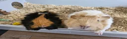 Guinea Pig rodents for sale: 2 Female Guinea Pigs, with cage and food setup - Advert 3