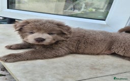 Mixed Breed dogs for sale: Chowxfrenchie Ready for new homes** - Image 17