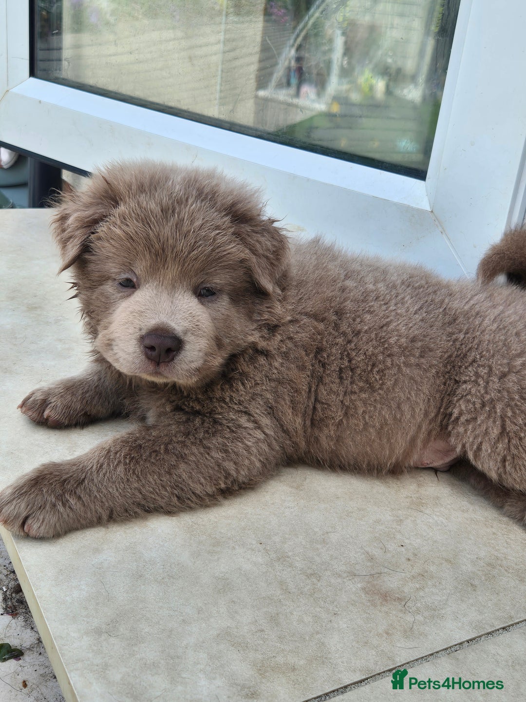 Mixed Breed dogs for sale: Chowxfrenchie Ready for new homes** - Image 17