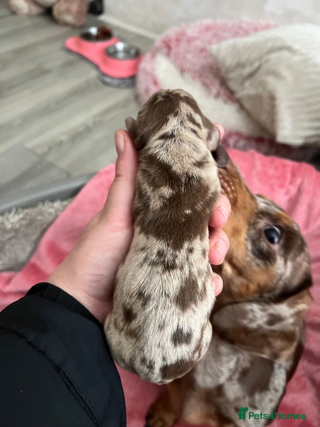 Miniature Dachshund dogs for sale: 💙KC REG💕💕💓Miniature dachshund 💙 - Advert 2